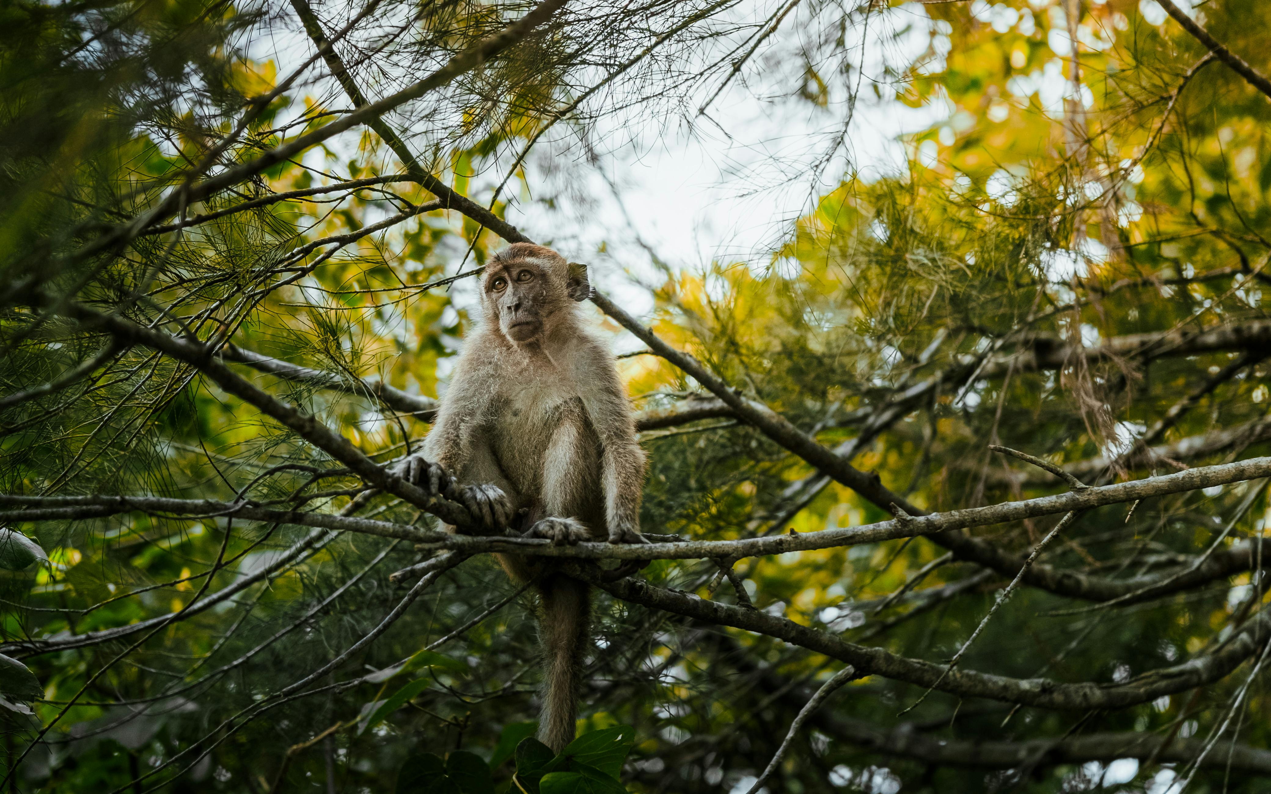 Sinharaja Forest