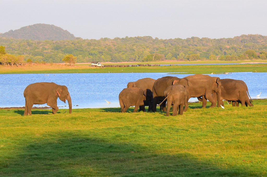 Minneriya N.P