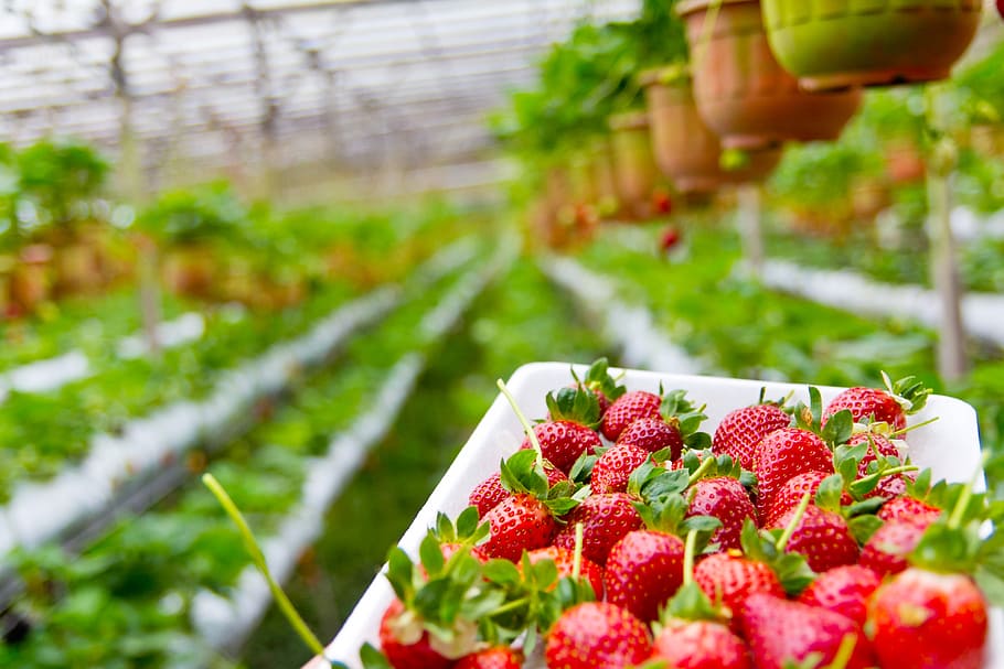 Strawberry Farm